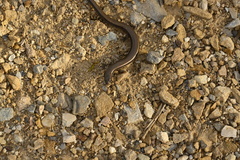 Hemiergis decresiensis