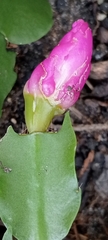 Schlumbergera buckleyi