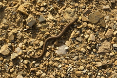 Hemiergis decresiensis