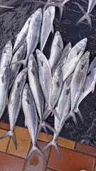 Scomberomorus sierra