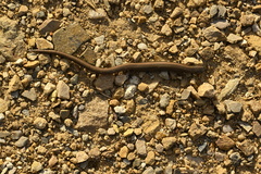 Hemiergis decresiensis