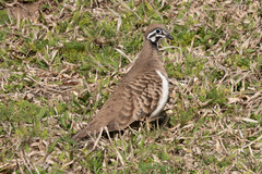 Geophaps scripta