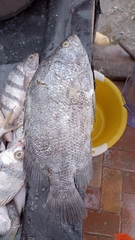 Lobotes pacifica