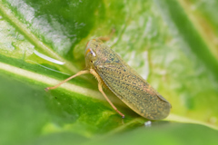 Coelidiinae