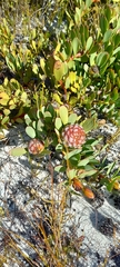 Leucadendron arcuatum