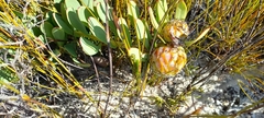 Leucadendron arcuatum