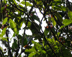 Meliphaga lewinii