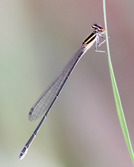 Aciagrion borneense