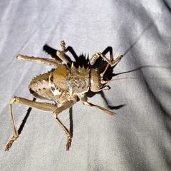 Hetrodes pupus