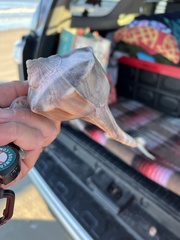 Sinistrofulgur pulleyi