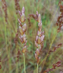 Eragrostis capensis