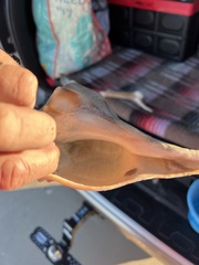 Sinistrofulgur pulleyi