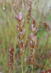 Eragrostis capensis