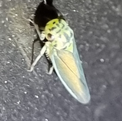 Cicadellini