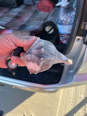 Sinistrofulgur pulleyi