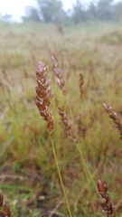 Eragrostis capensis