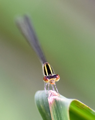 Aciagrion borneense