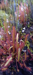 Drosera capensis
