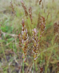 Eragrostis capensis