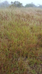 Eragrostis capensis