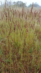Eragrostis capensis