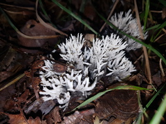 Clavulina cinerea