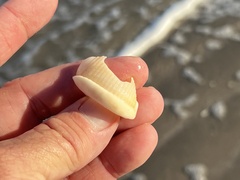 Semicassis granulata