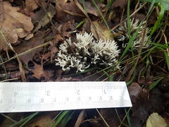 Clavulina cinerea