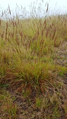 Eragrostis capensis