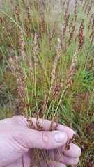 Eragrostis capensis