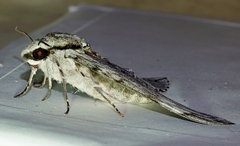 Psilogramma casuarinae