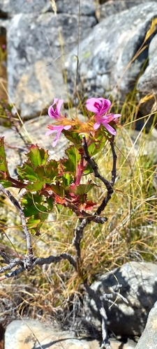 Image of Rose-Camphor Storksbill (Pelargonium englerianum) by (c) Ian Webb, some rights reserved (CC BY)