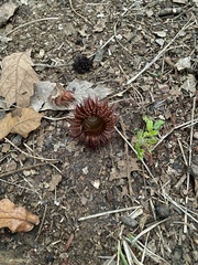 Quercus dentata