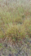 Eragrostis capensis