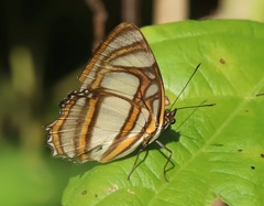 Metamorpha elissa