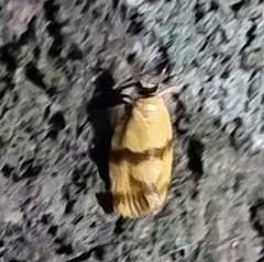 Heteroteucha translatella