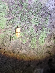 Heteroteucha translatella