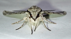 Psilogramma casuarinae