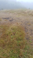 Eragrostis capensis