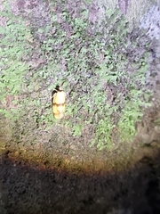 Heteroteucha translatella