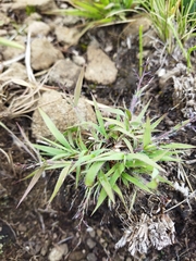 Eragrostis racemosa