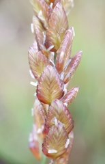 Eragrostis capensis