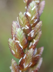 Eragrostis capensis
