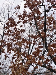 Quercus dentata