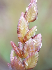 Eragrostis capensis