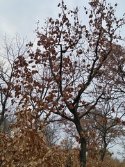 Quercus dentata