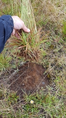 Eragrostis capensis