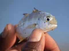 Caranx caninus