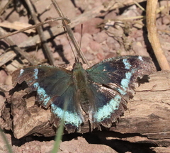 Kaniska canace