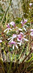Pelargonium grandiflorum, photograph (c) Ian Webb, some rights reserved (CC BY)